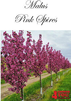 Malus Pink Spires Sh 90-110 Co