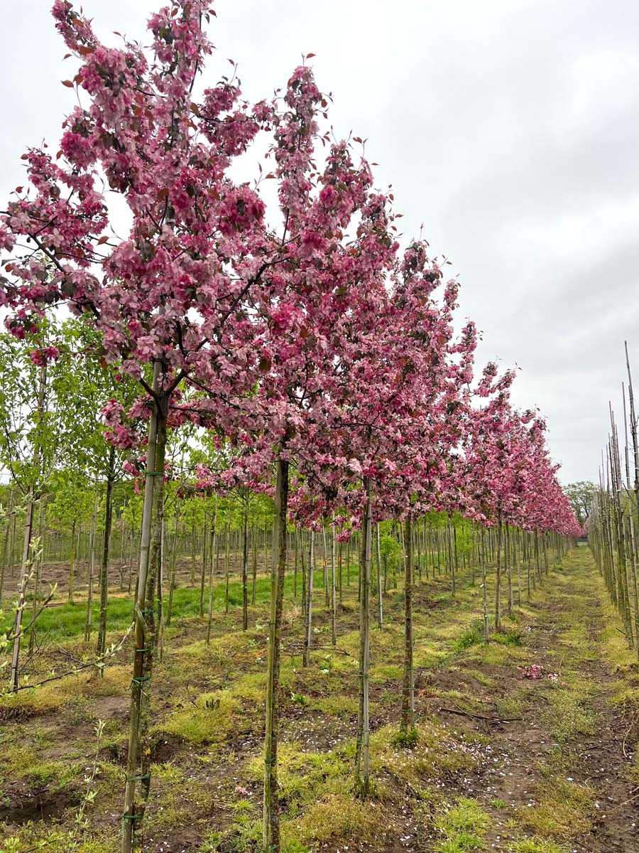 Malus (Purpurapel) Profusion Sh 90-110 Co - 2