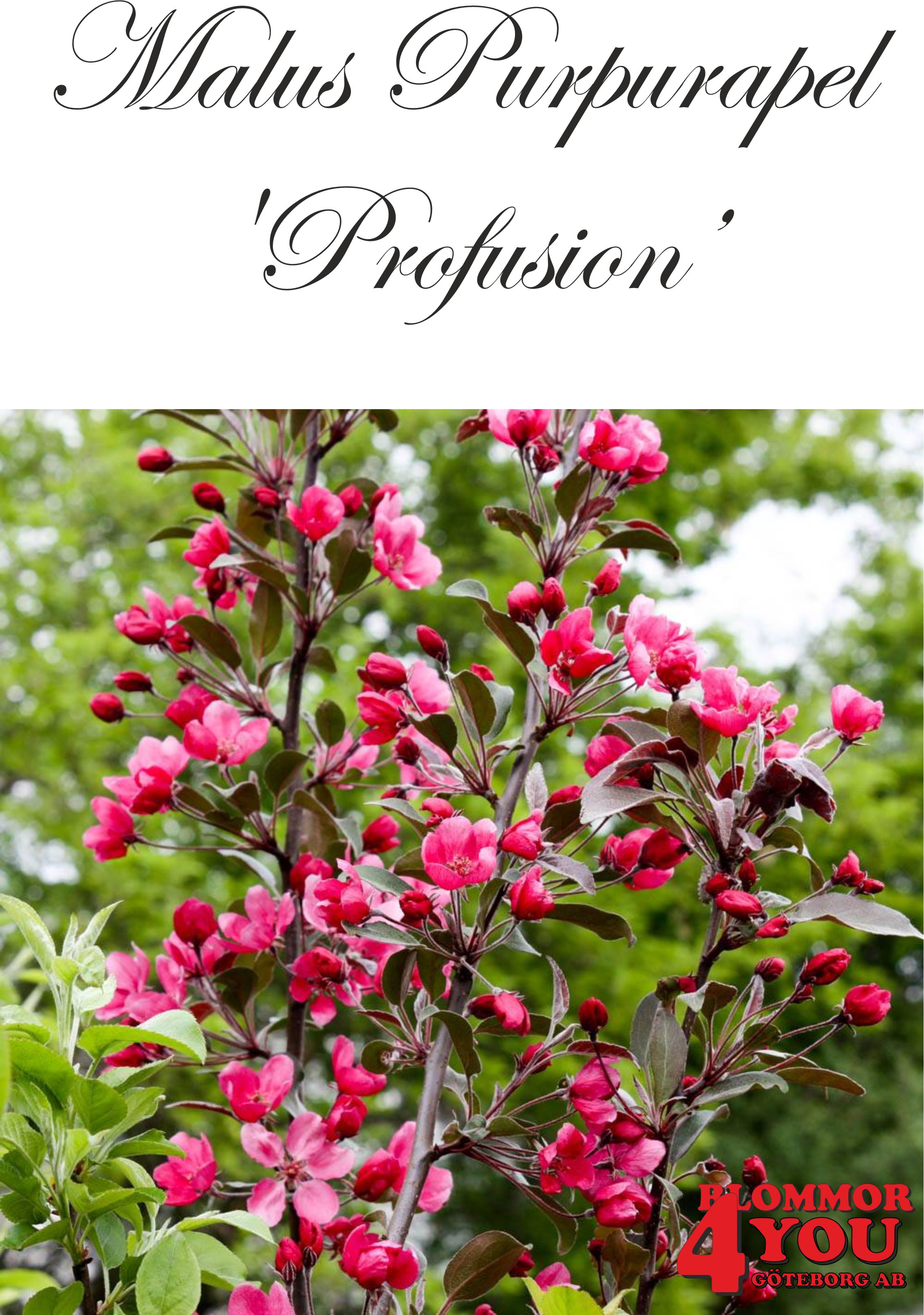 Malus (Purpurapel) Profusion Sh 90-110 Co