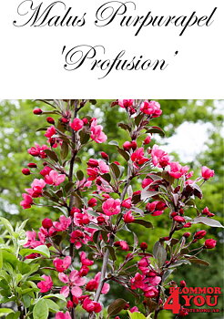 Malus (Purpurapel) Profusion Sh 90-110 Co