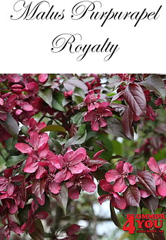 Malus (Purpurapel) Royalty Sh 90-110 Co