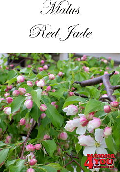 Malus Red Jade  Sh 100-120 Co