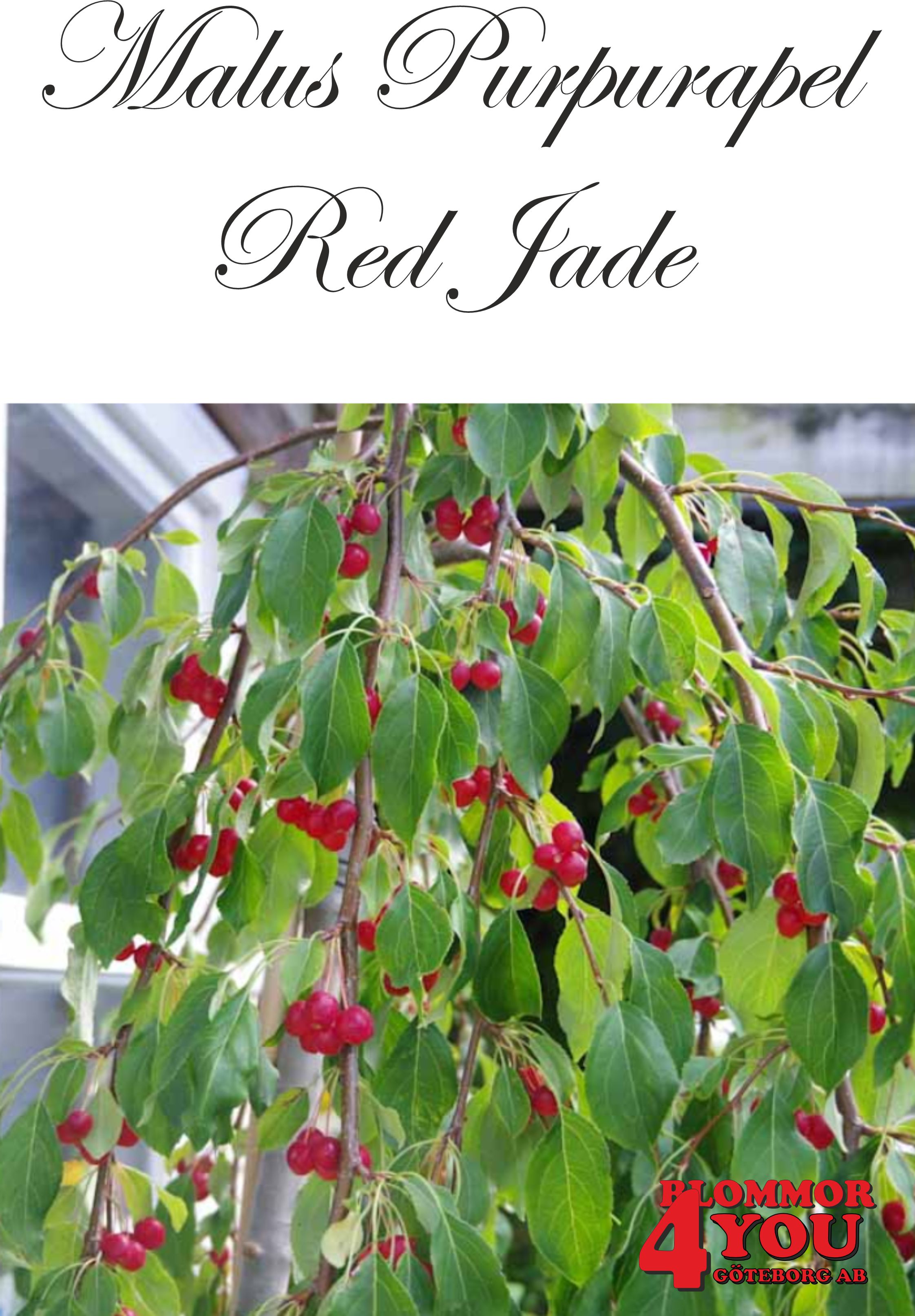 Malus Red Jade  Sh 100-120 Co - 2
