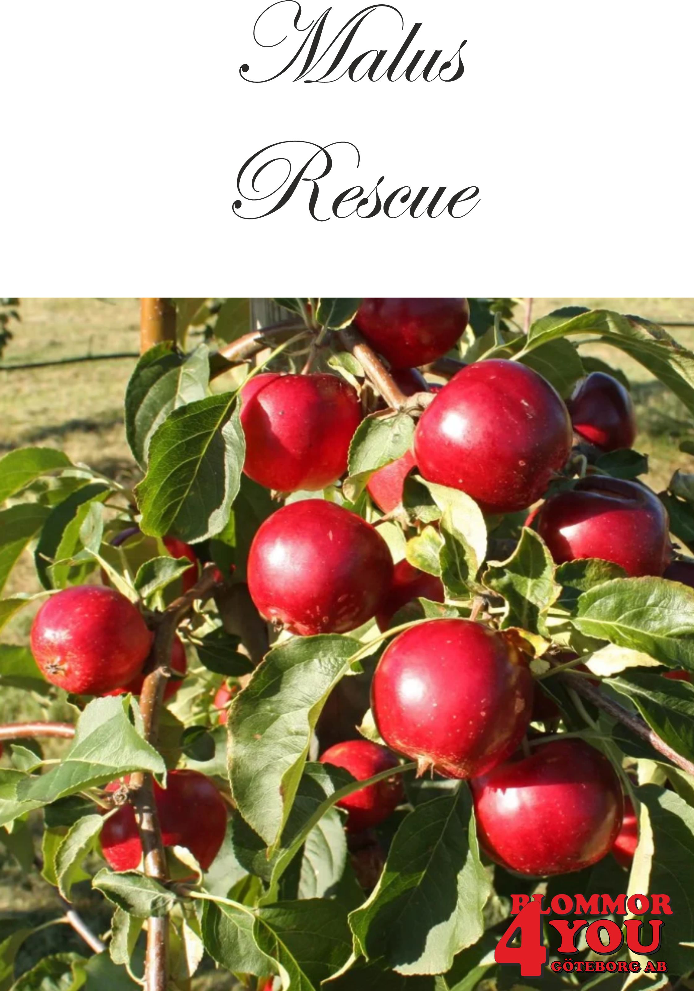 Malus Rescue Sh 90-110 Co - 2