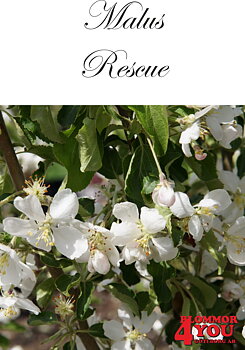 Malus Rescue Sh 90-110 Co