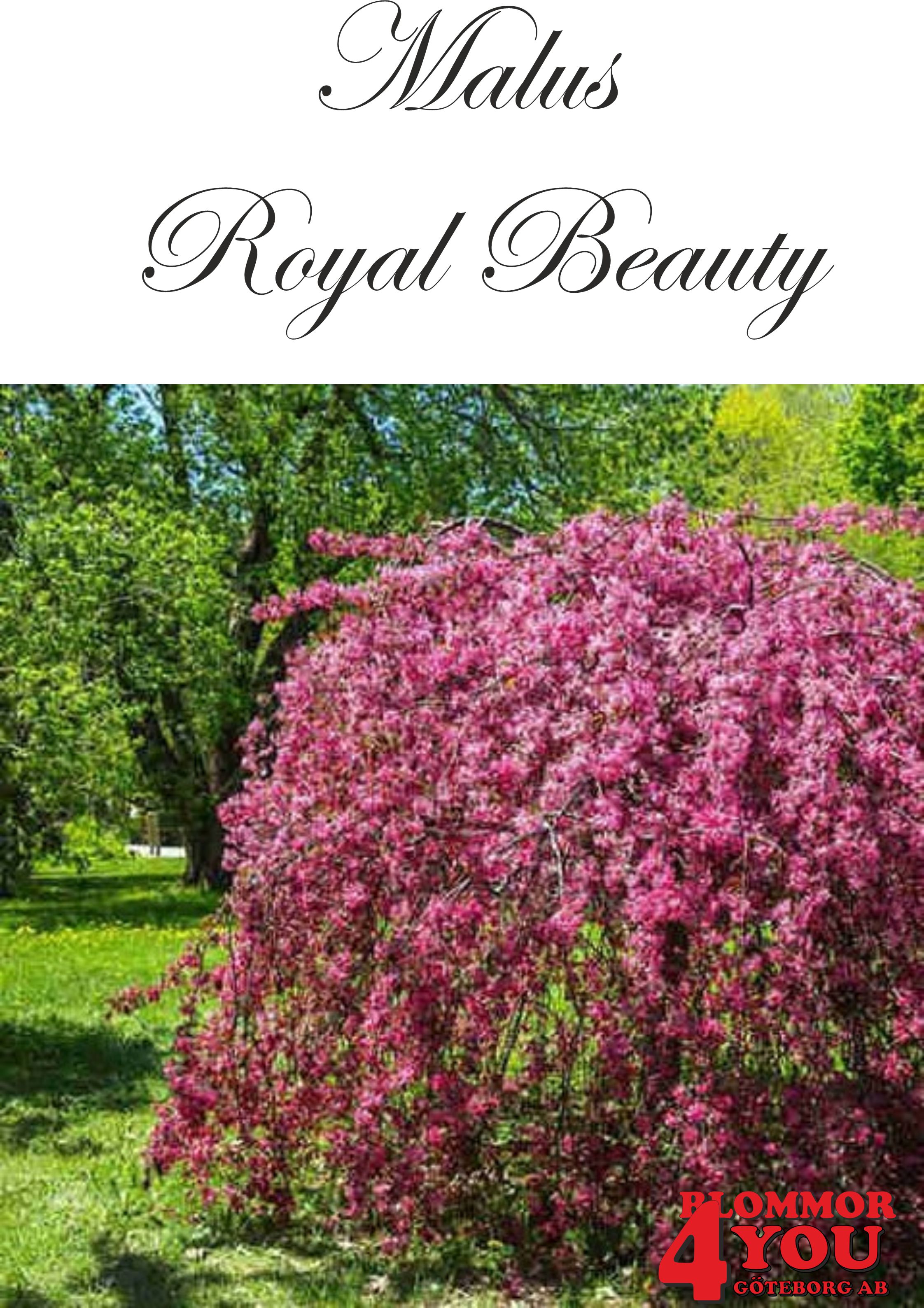 Malus Royal Beauty     Sh 100-120 Co