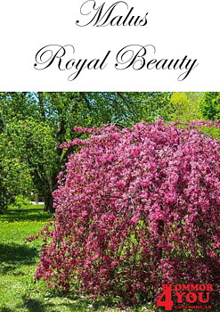 Malus Royal Beauty     Sh 100-120 Co