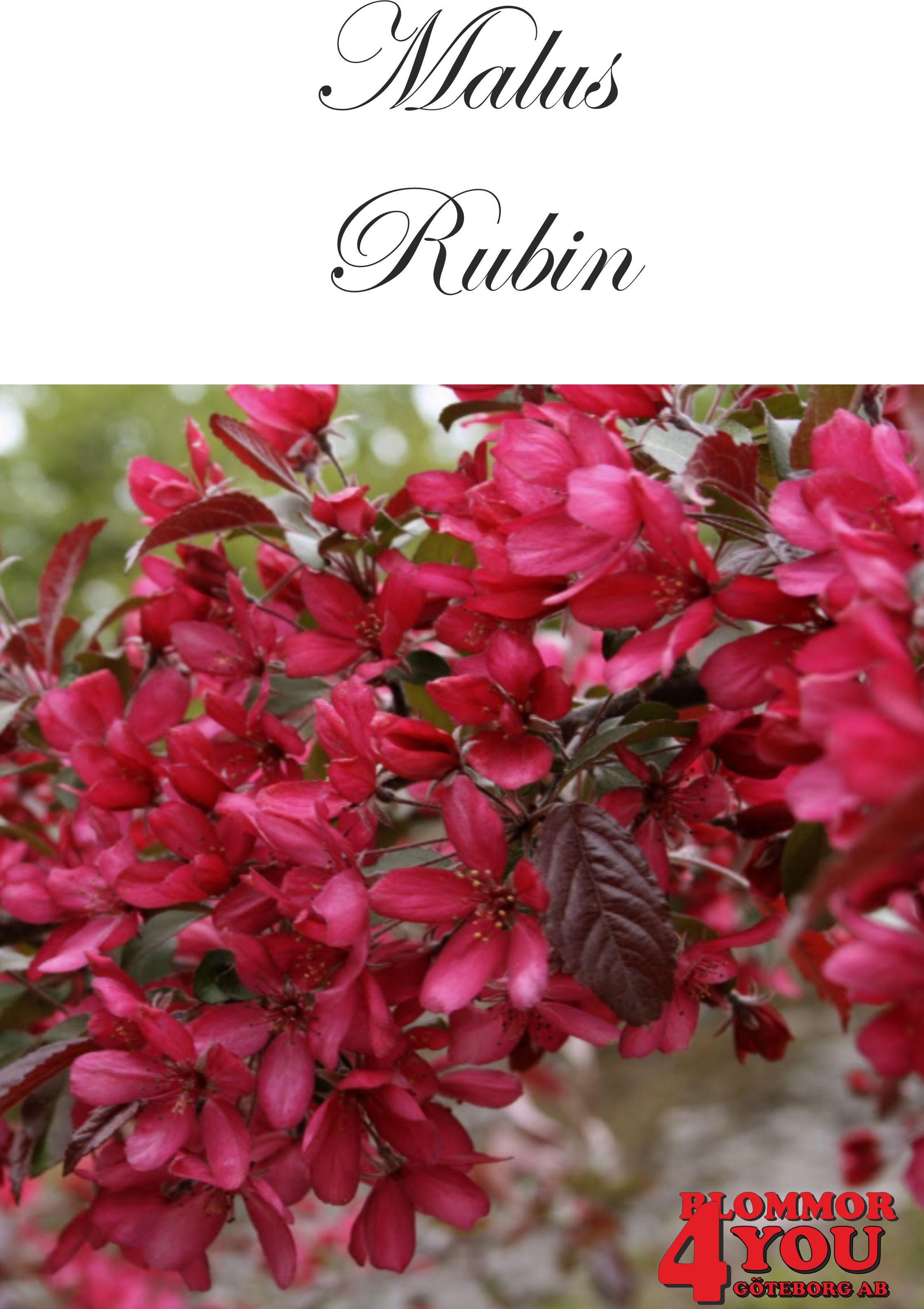 Malus Rubin Sh 90-110 Co
