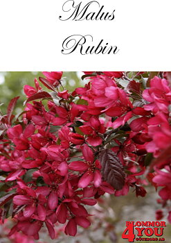 Malus Rubin Sh 90-110 Co