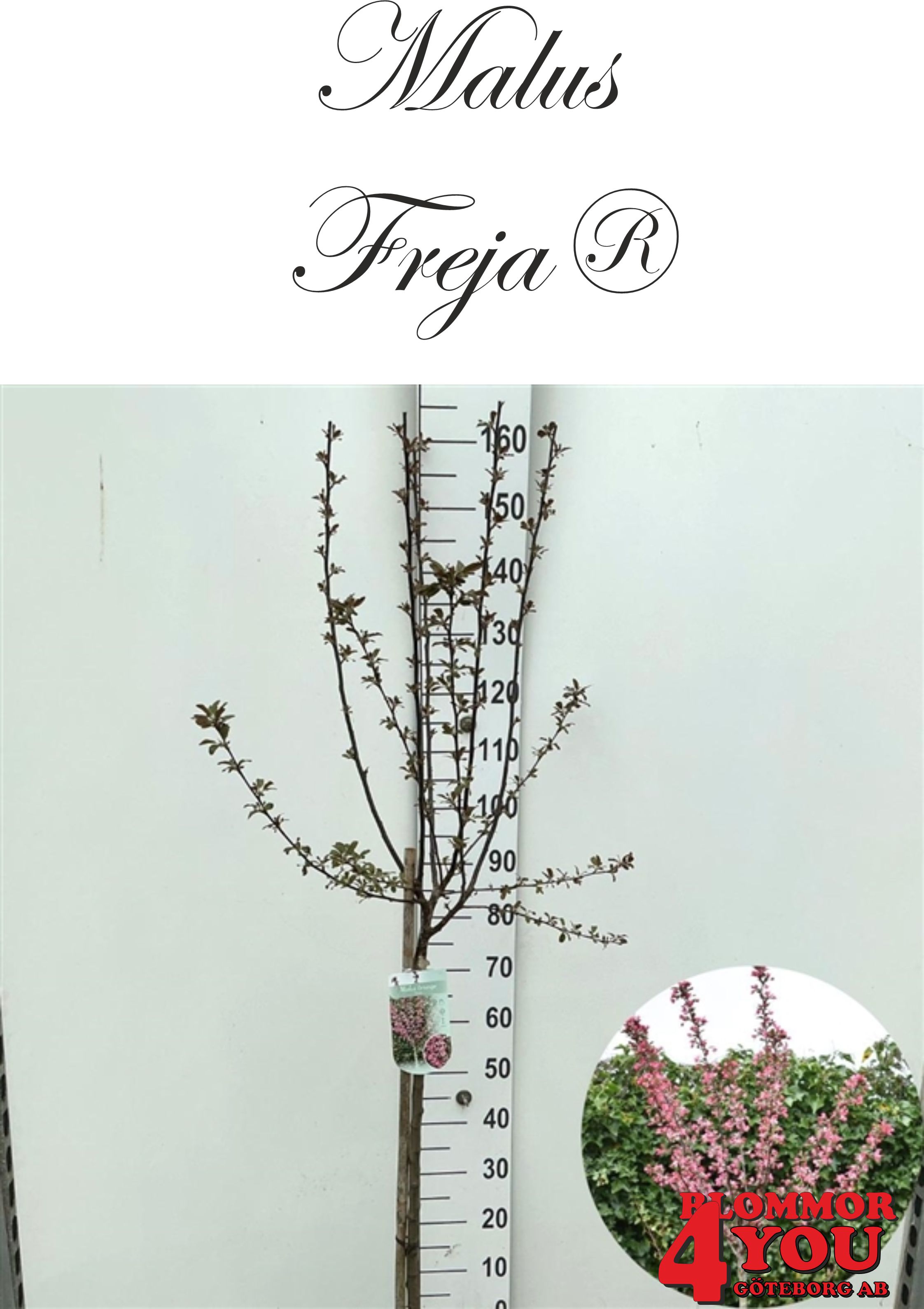 Malus toringo Freja® Sh 90-110 Co - 2