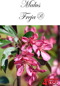 Malus toringo Freja® Sh 90-110 Co