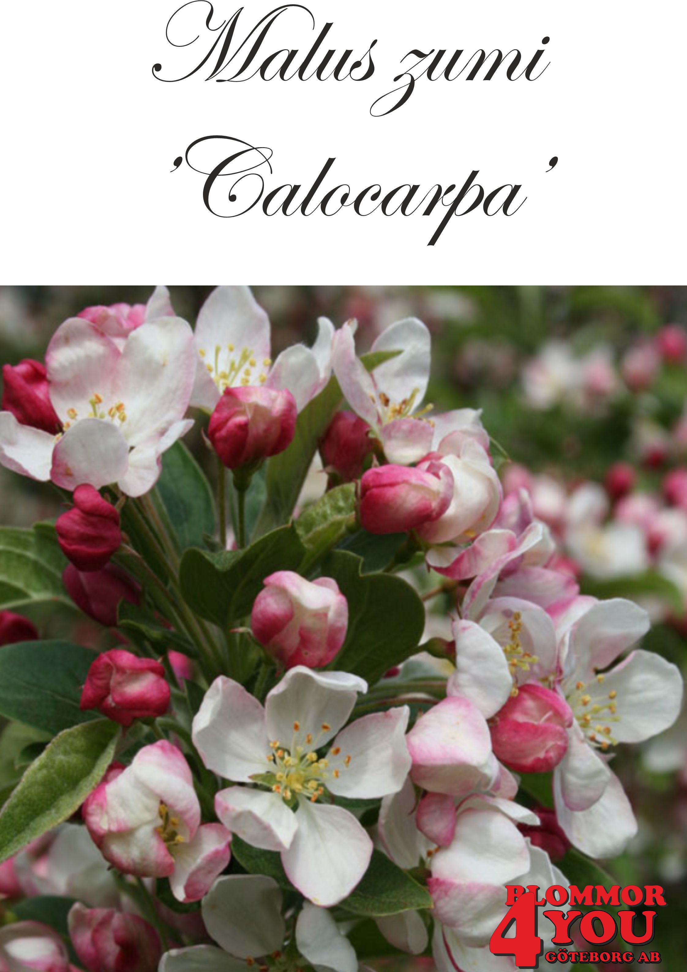 Malus  zumi Calocarpa Sh 90-110 Co