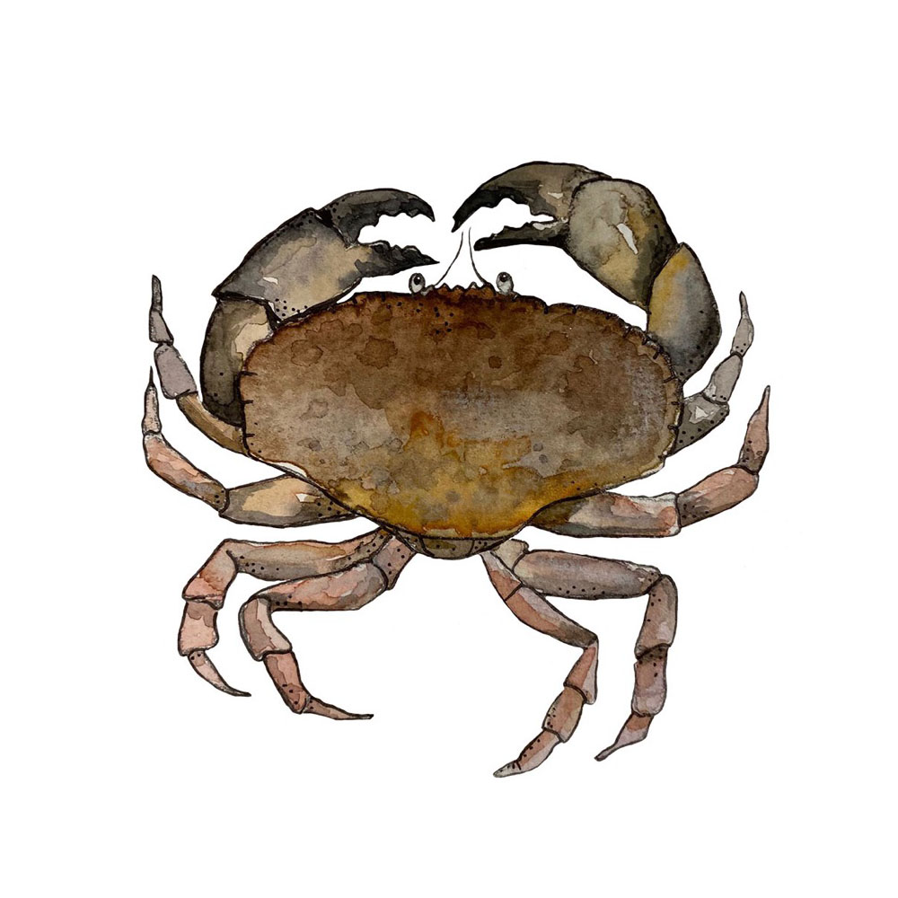 Mössa krabba - 2