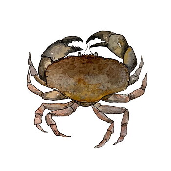 Mössa krabba