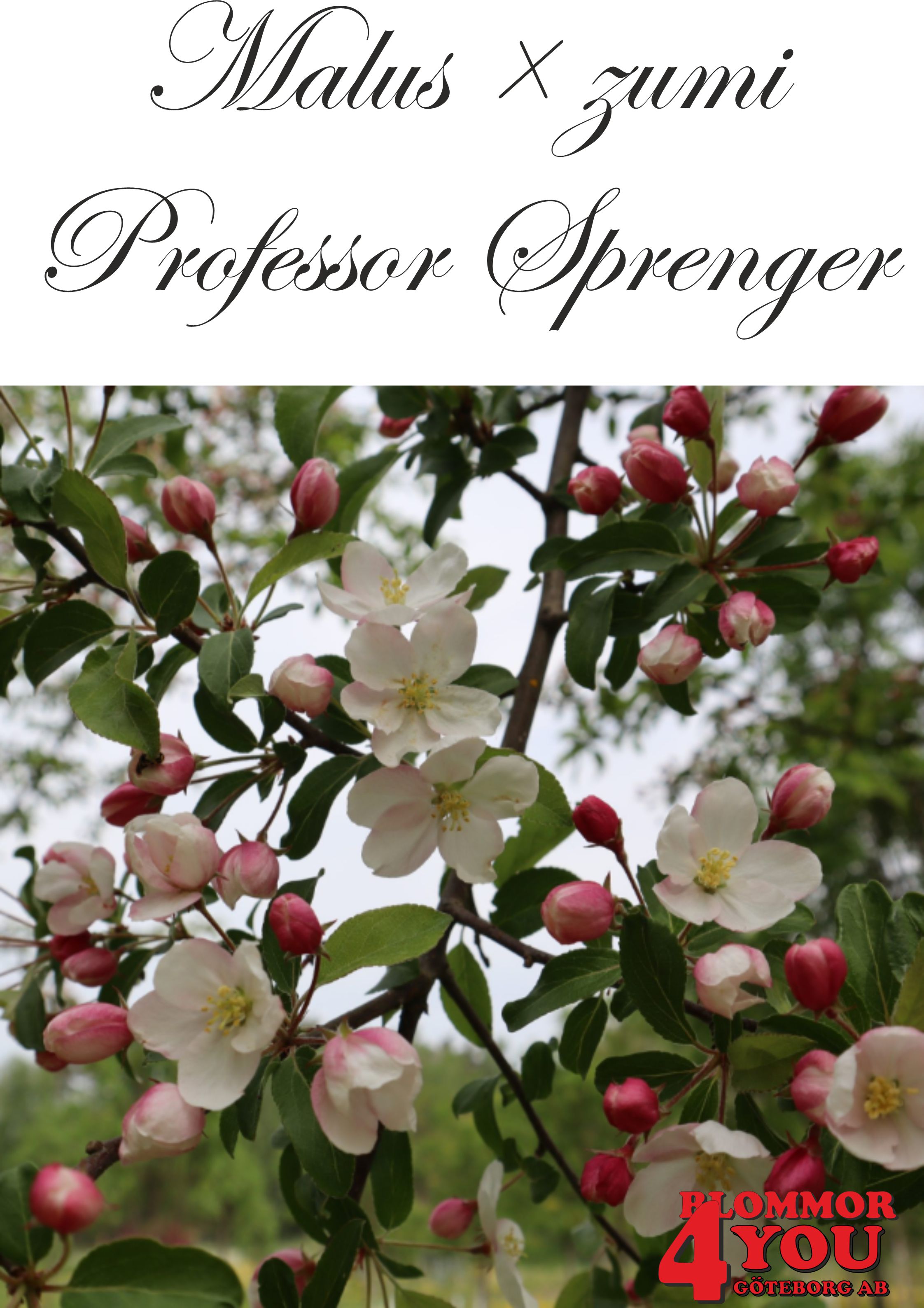 Malus  zumi Professor Sprenger Sh 90-110 Co