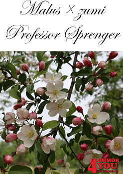 Malus  zumi Professor Sprenger Sh 90-110 Co