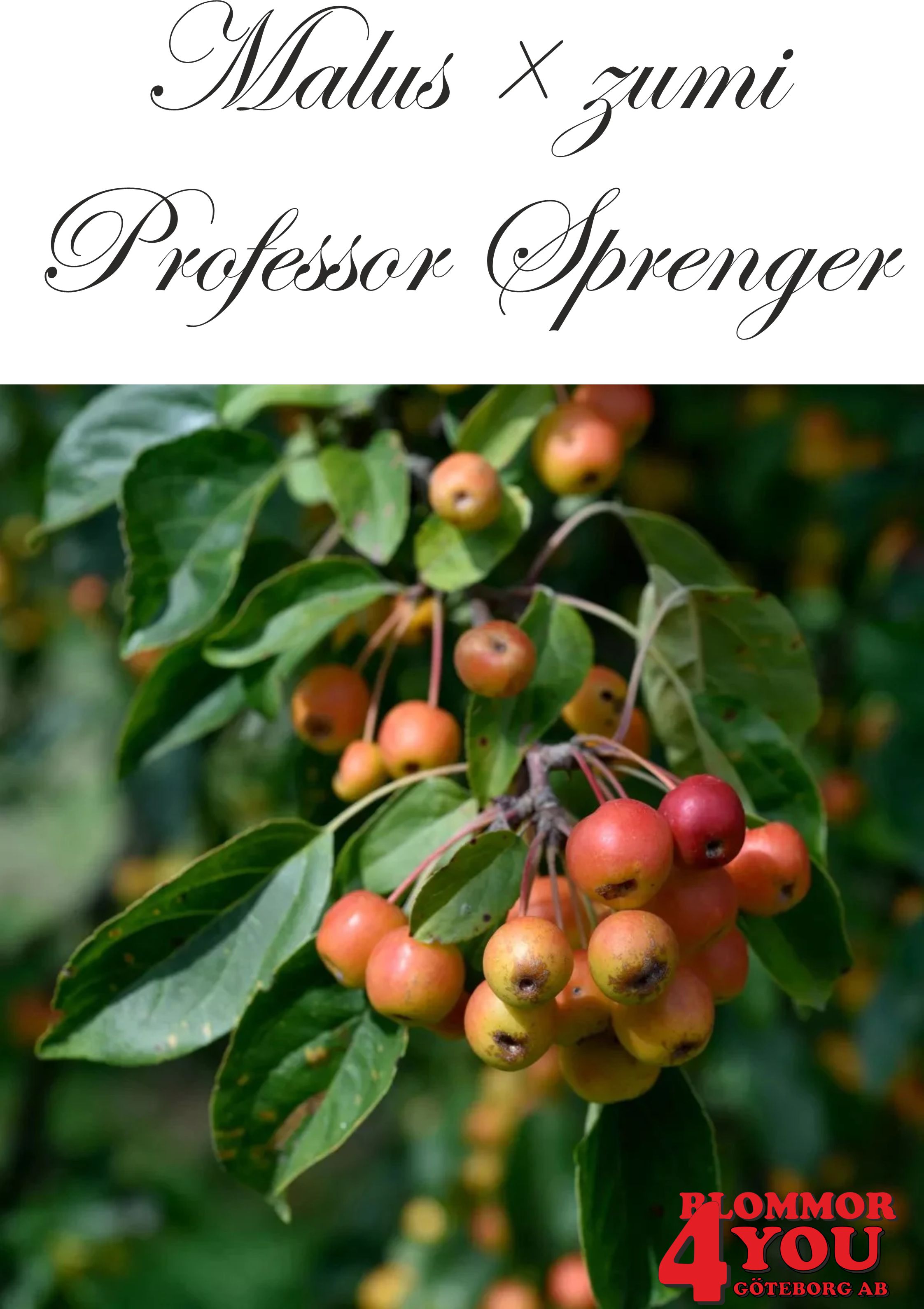 Malus  zumi Professor Sprenger Sh 90-110 Co - 2