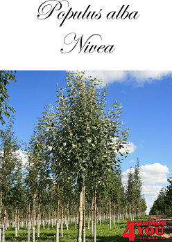 Populus alba Nivea Utr 150-200 Co