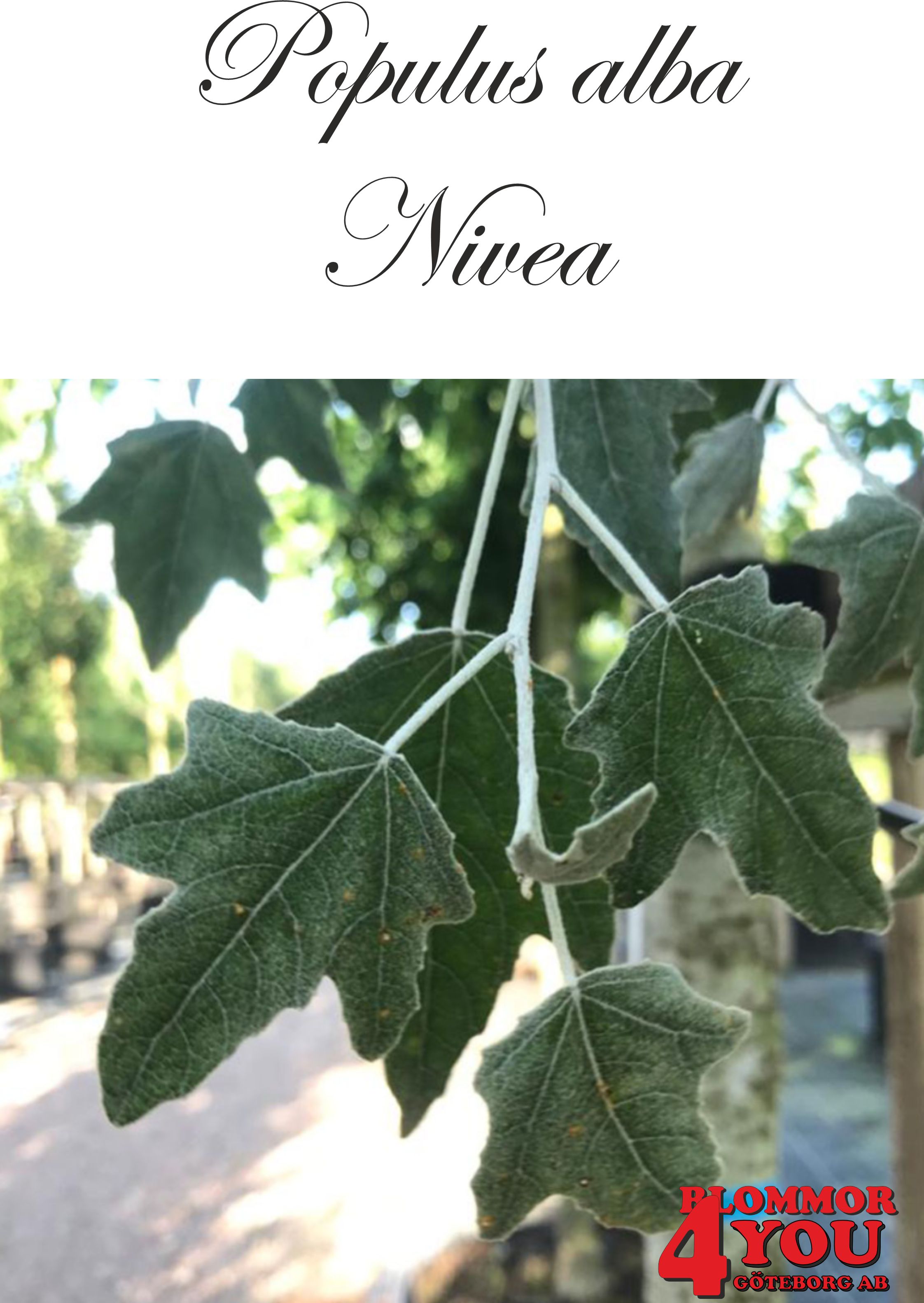 Populus alba Nivea Utr 150-200 Co - 2