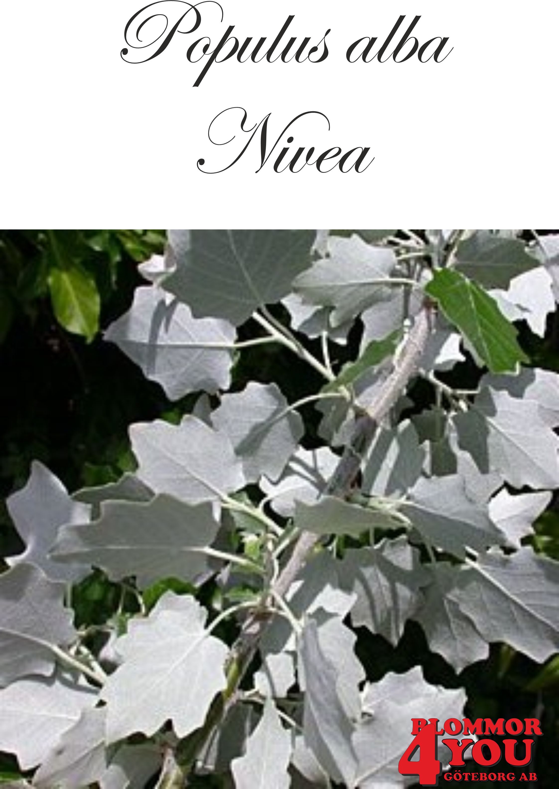 Populus alba Nivea  Utr 200-250 Co - 3