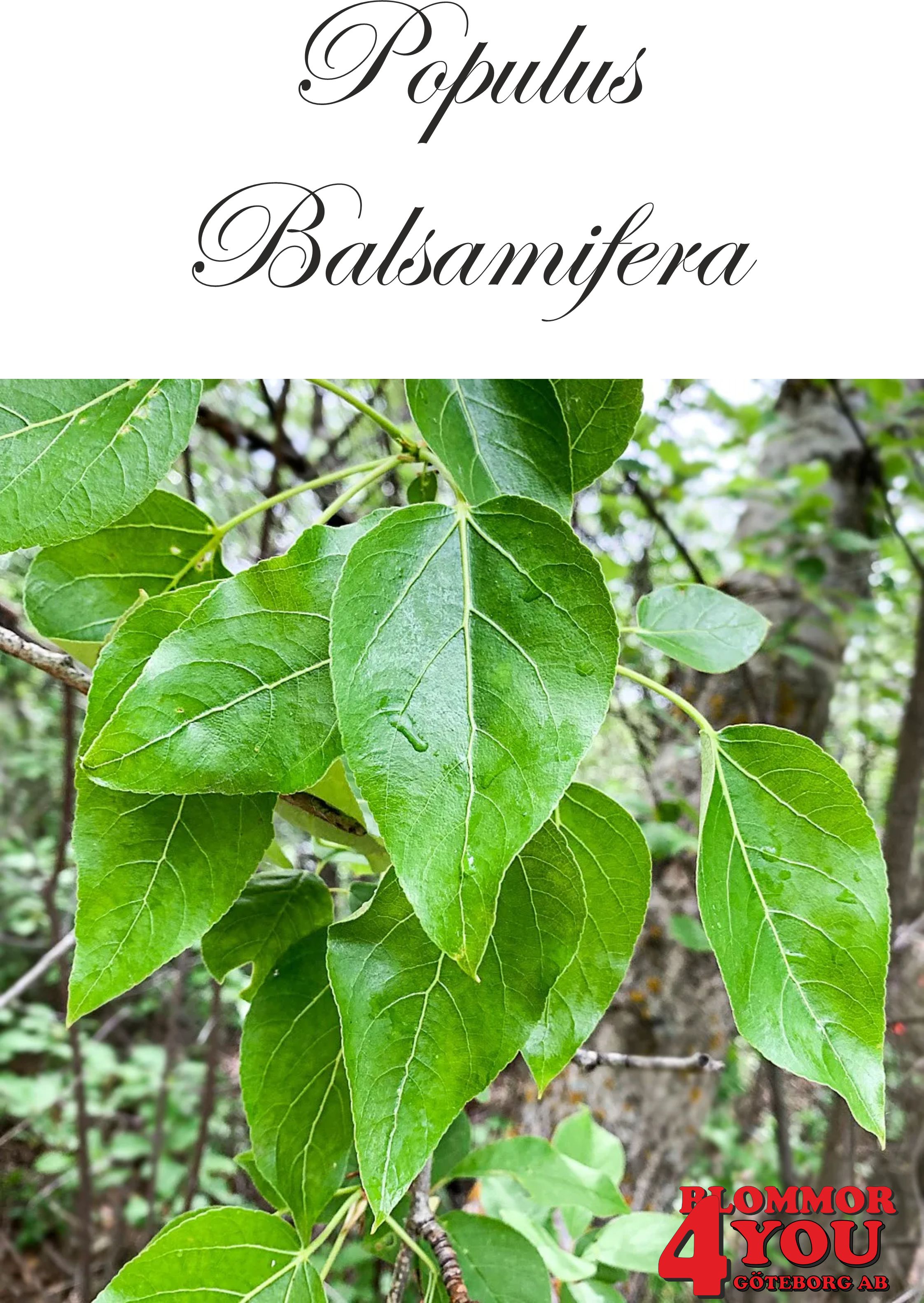 Populus balsamifera Utr 150-200 Co