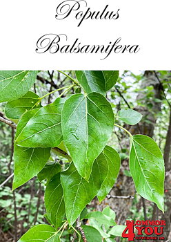 Populus balsamifera Utr 150-200 Co
