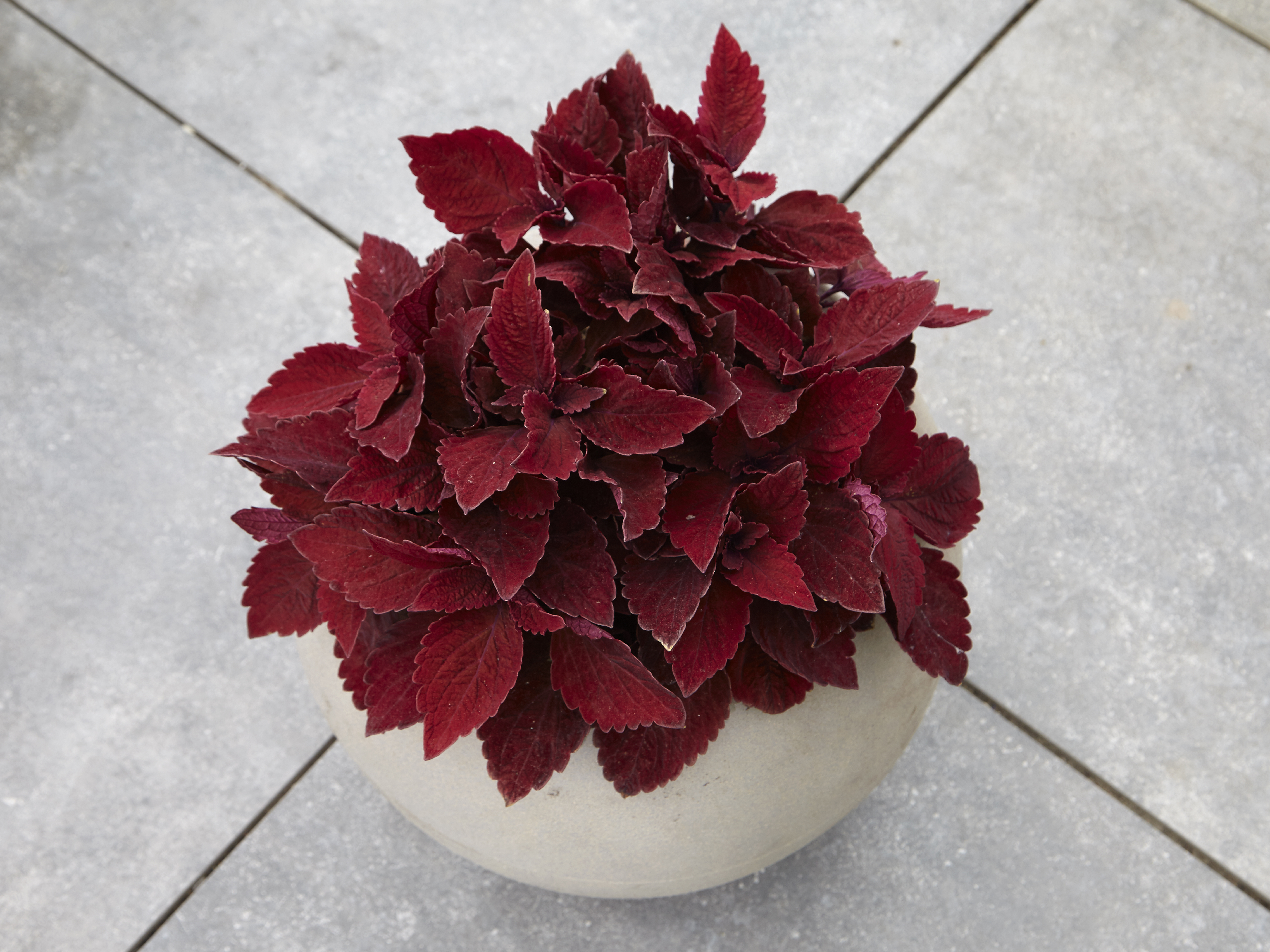 Palettblad "Premium Sun Sweet Paprika" 5 frö - 4