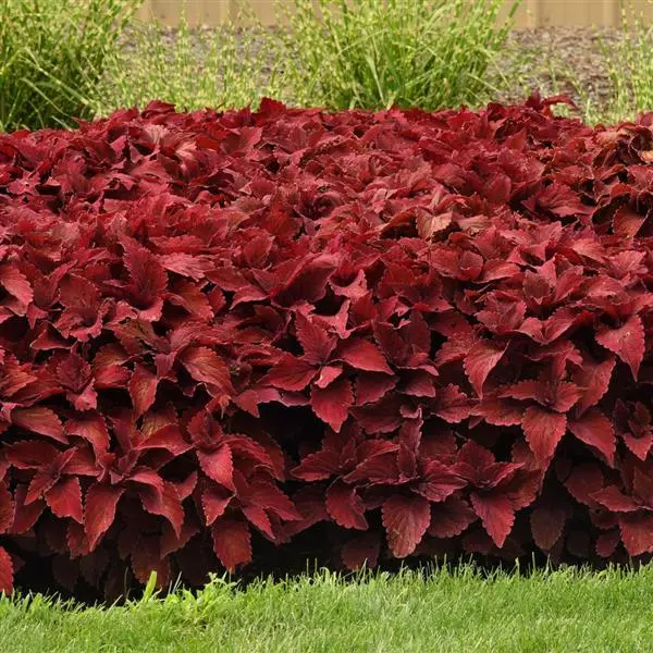 Palettblad "Premium Sun Sweet Paprika" 5 frö - 3
