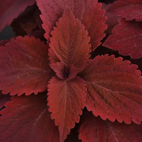 Palettblad "Premium Sun Sweet Paprika" 5 frö - 2