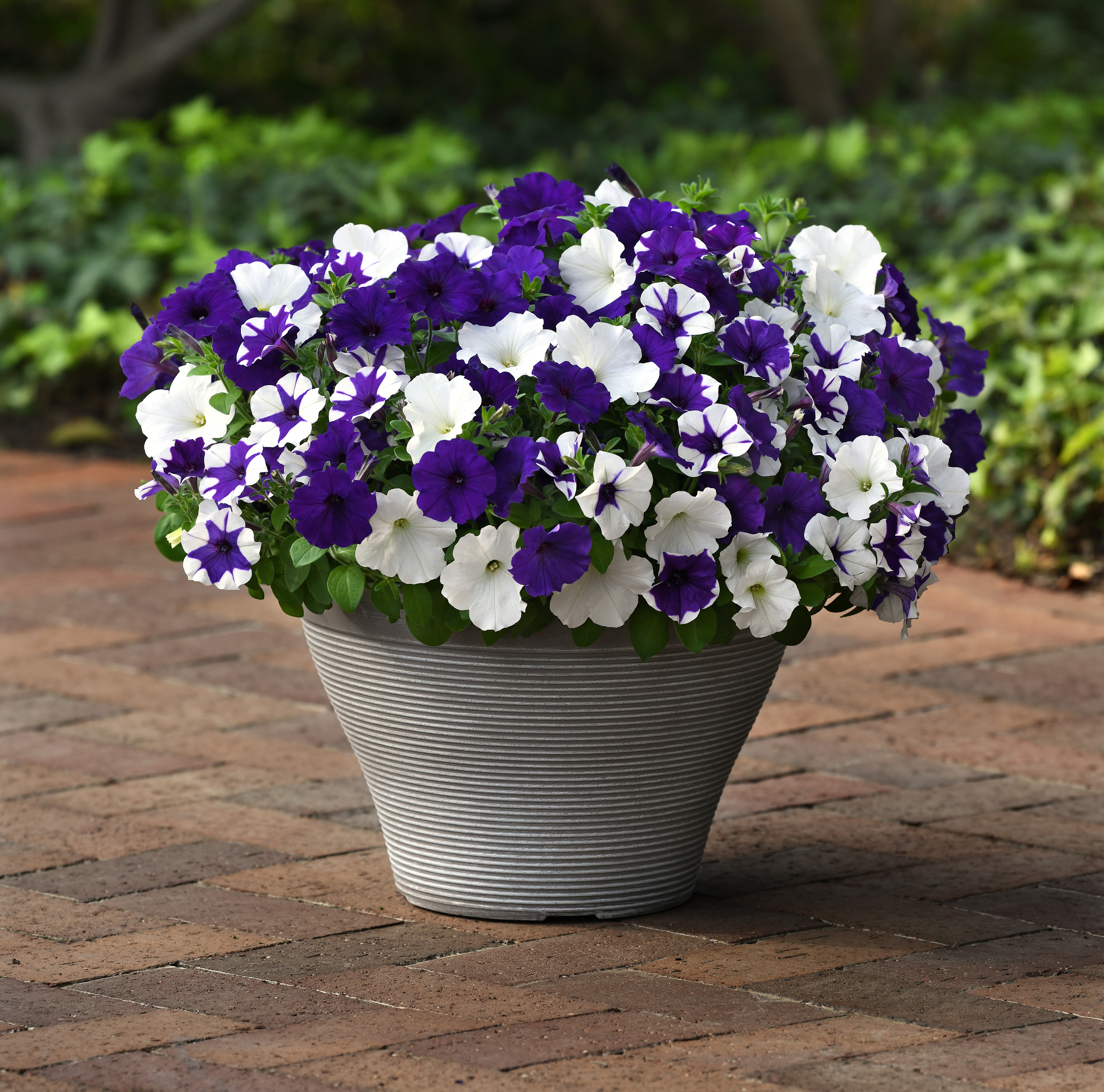 Petunia F1 Easywave Deja Vu 5 frö (hängande)