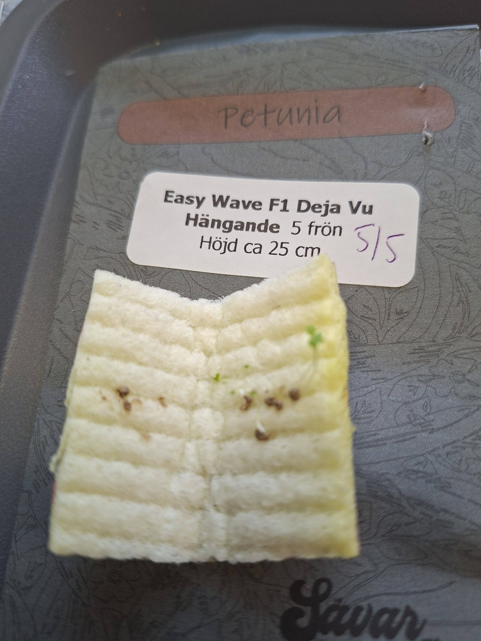 Petunia F1 Easywave Deja Vu 5 frö (hängande) - 2