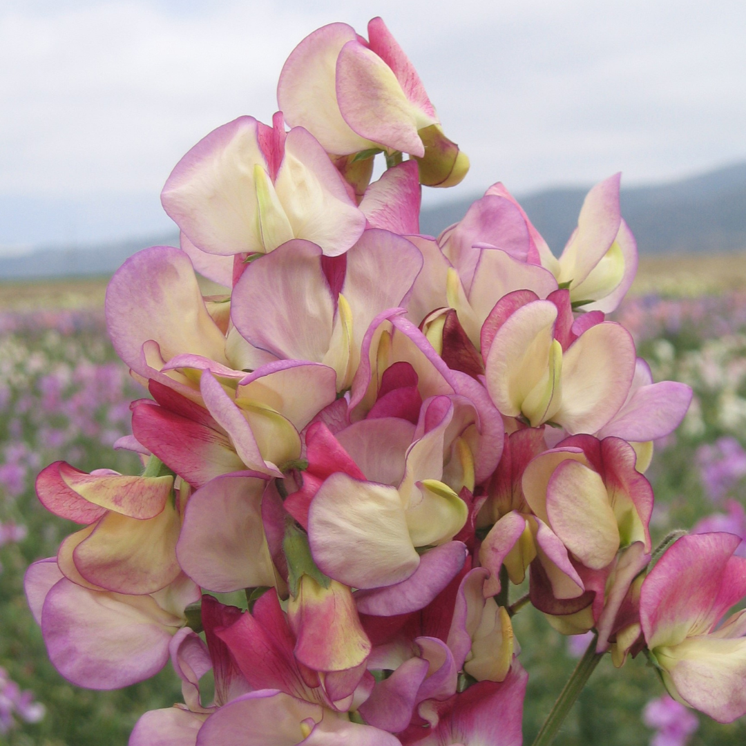 Luktärt - Spanish Dancer