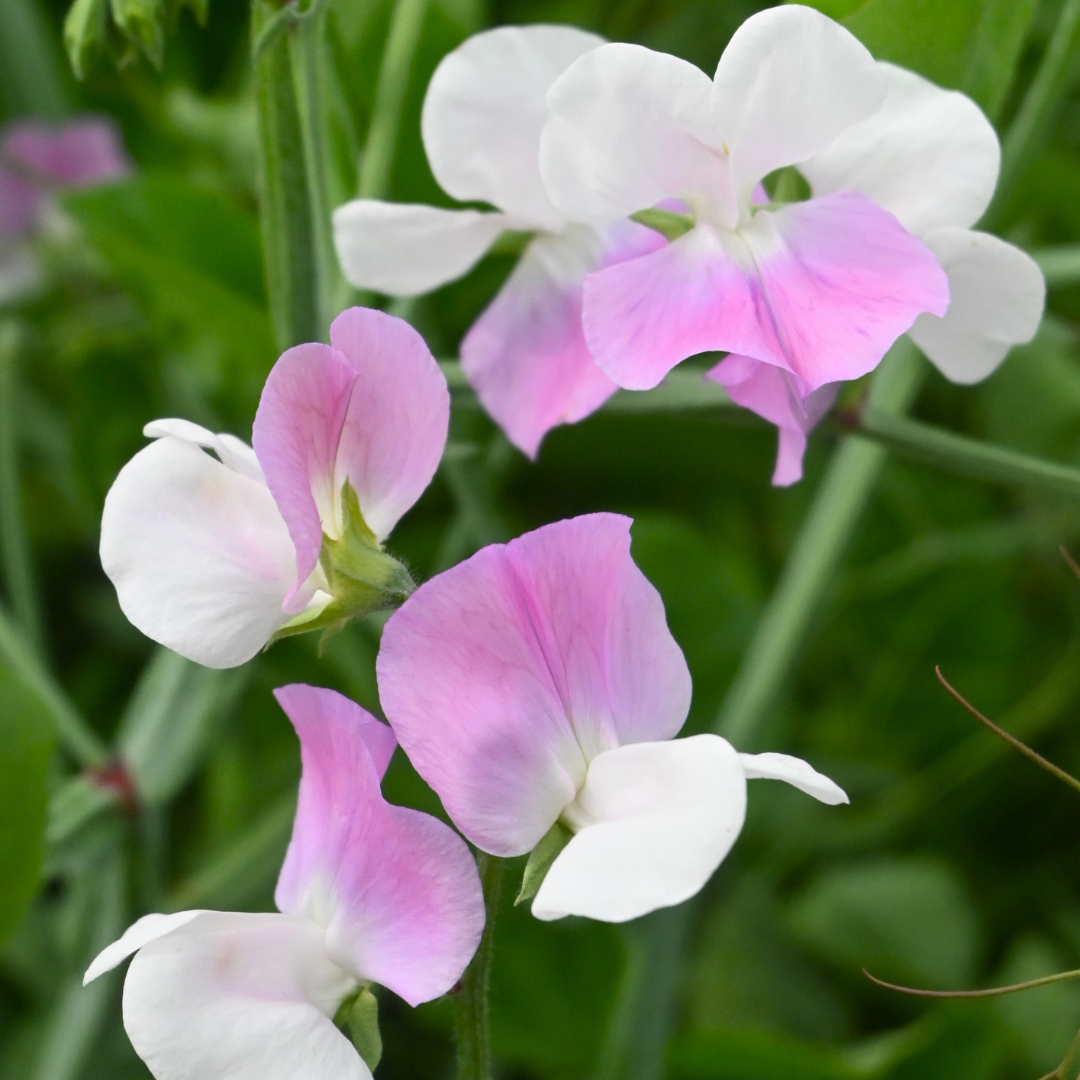 Luktärt - Pink Reflections