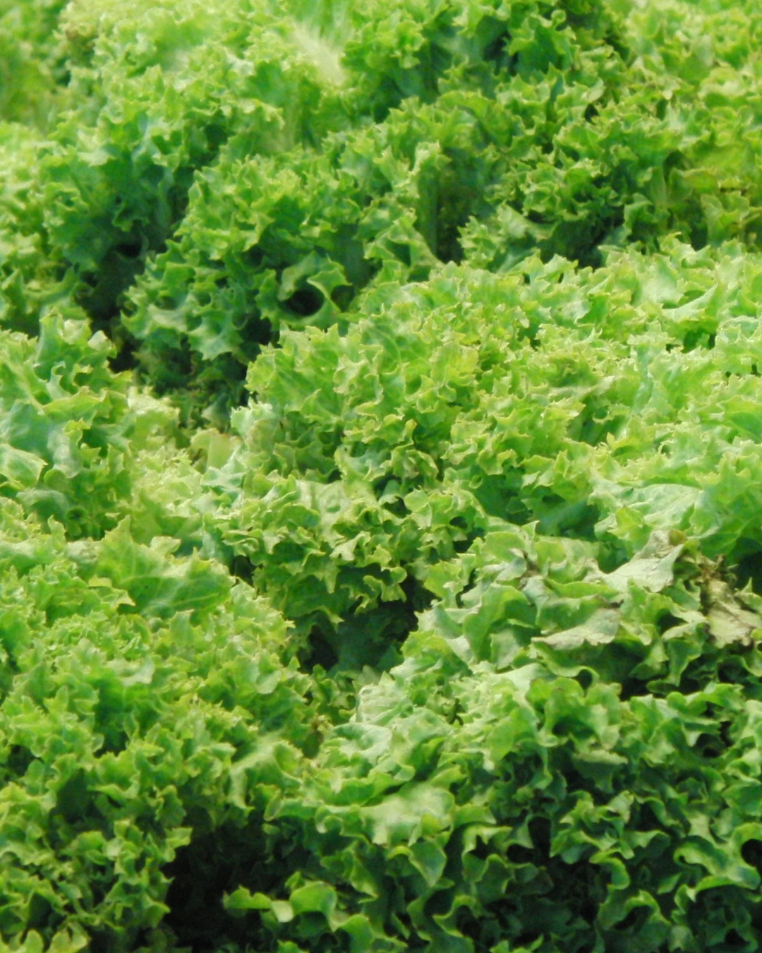 Endivesallat - Romanesco