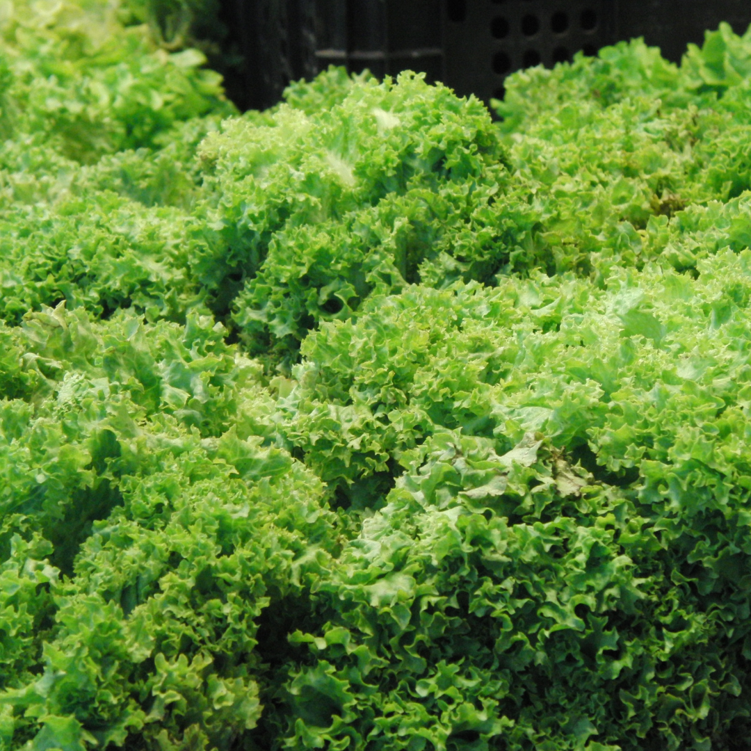 Endivesallat - Romanesco