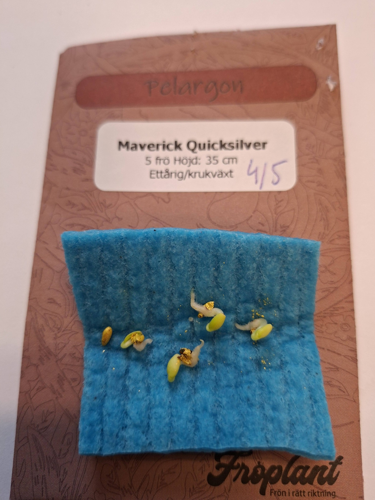 Pelargon "Maverick Quicksilver" F1 5 frö - 3