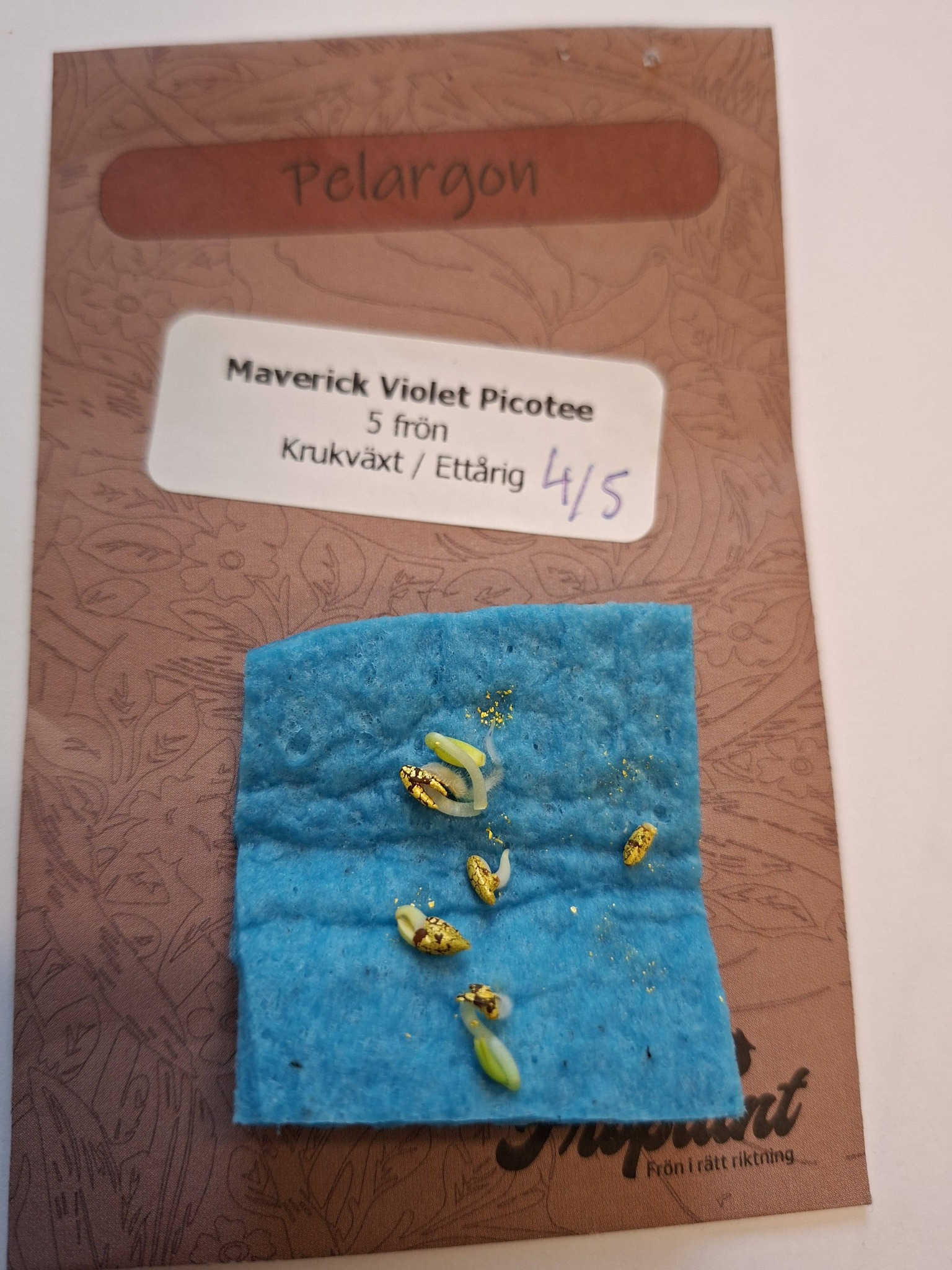Pelargon "Maverick Violet Picotee" F1 5 frö - 3