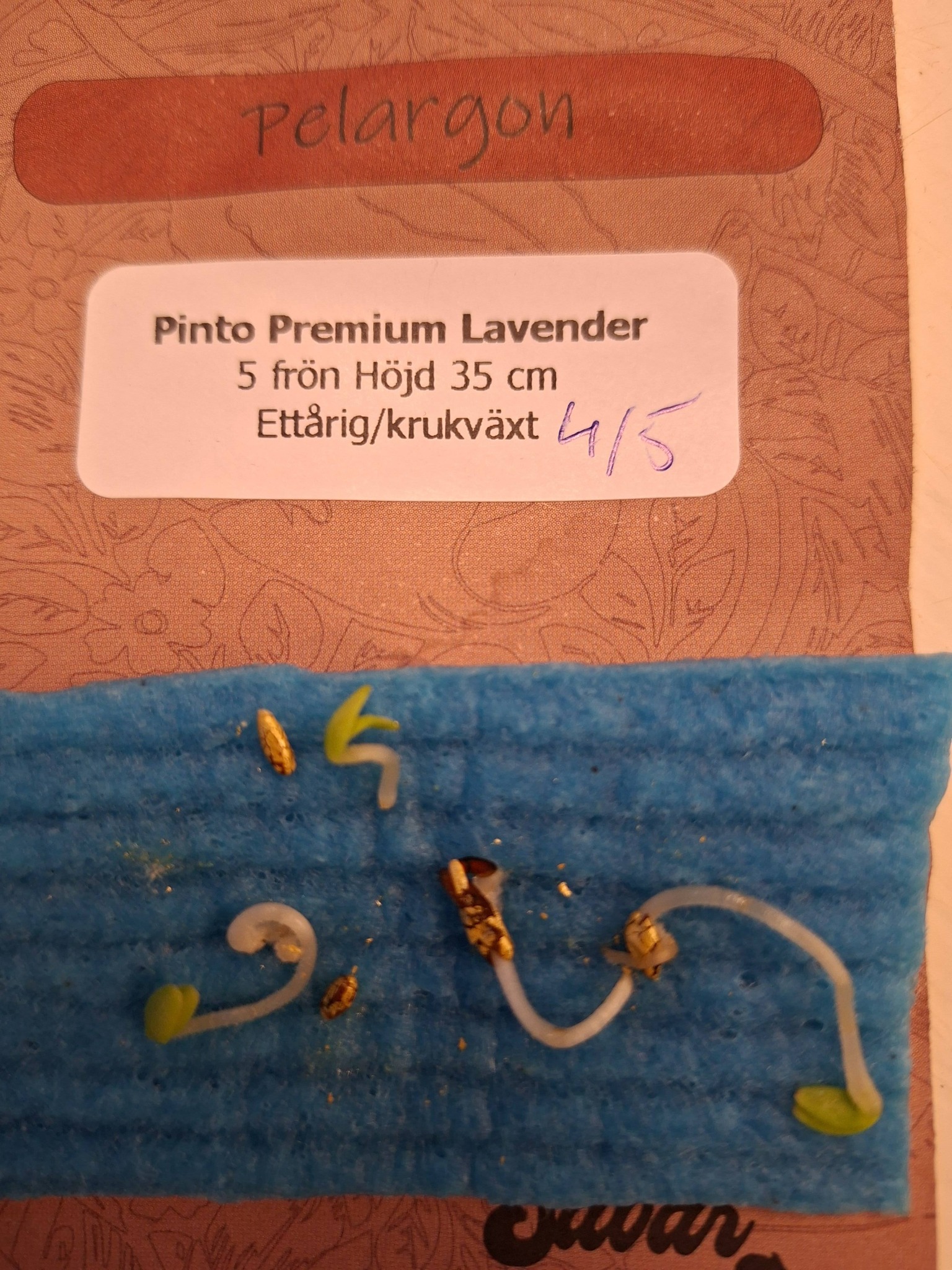 Pinto Premium Lavender 5 frö - 4