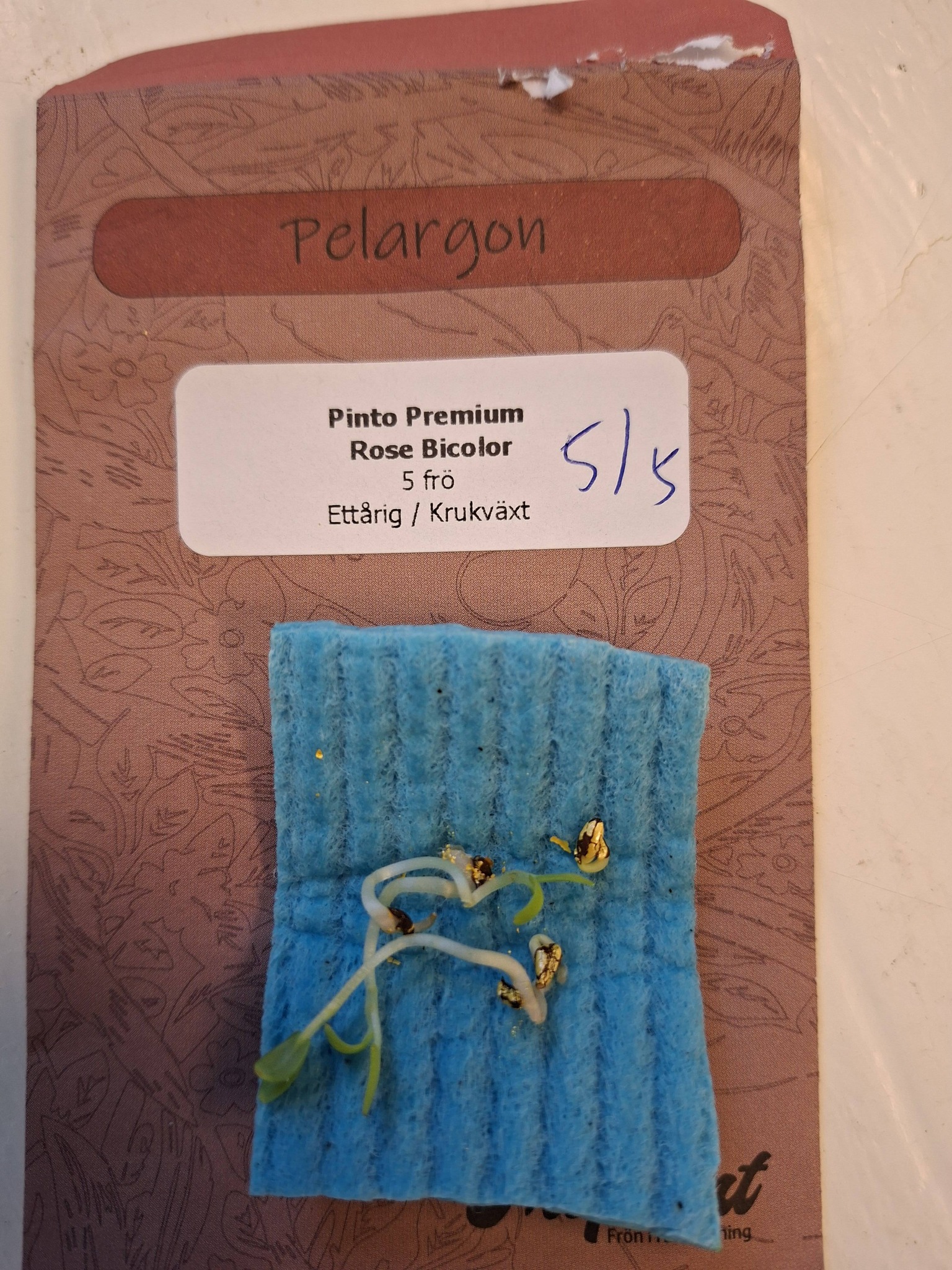 Pelargon "Pinto Premium Rose Bicolor" F1 5 frö - 3