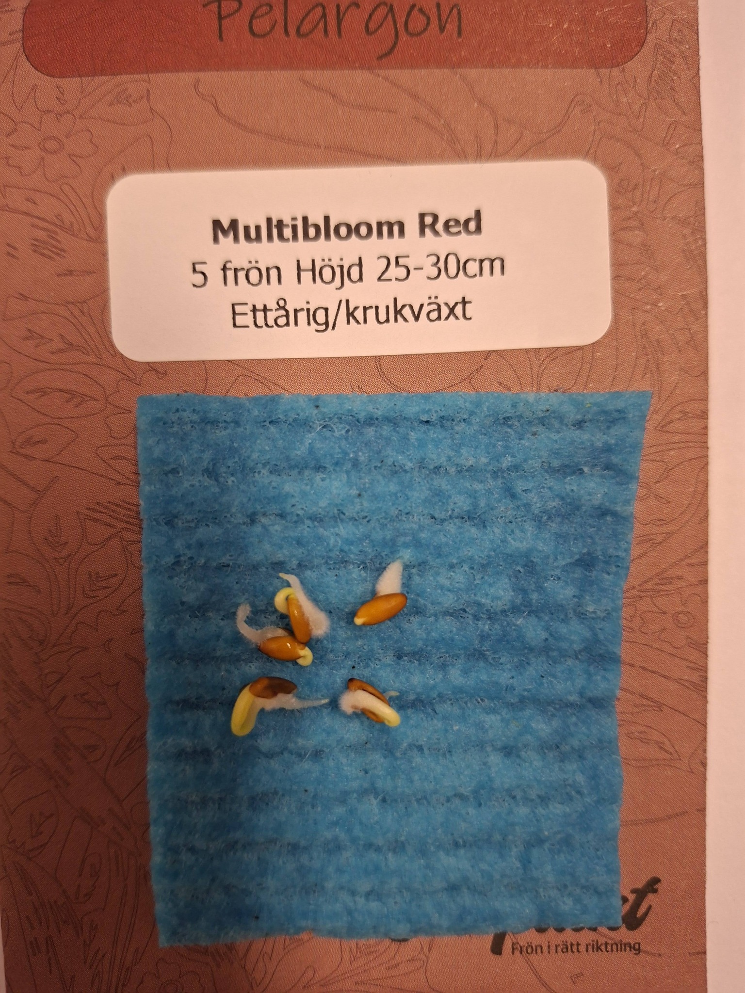 Pelargon "Multibloom Red" F1 5 frö - 3