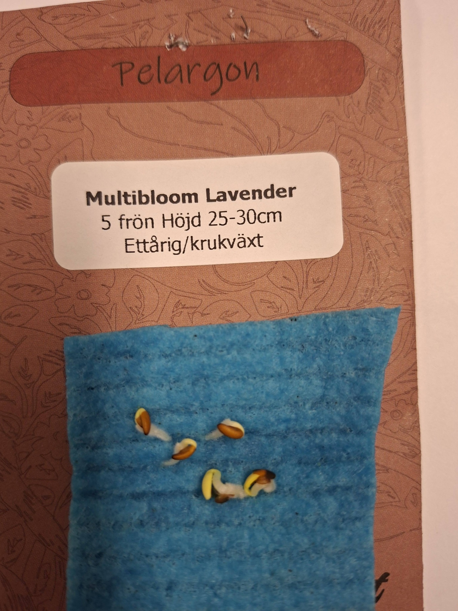 Pelargon "Multibloom Lavender" F1 5 frö - 3