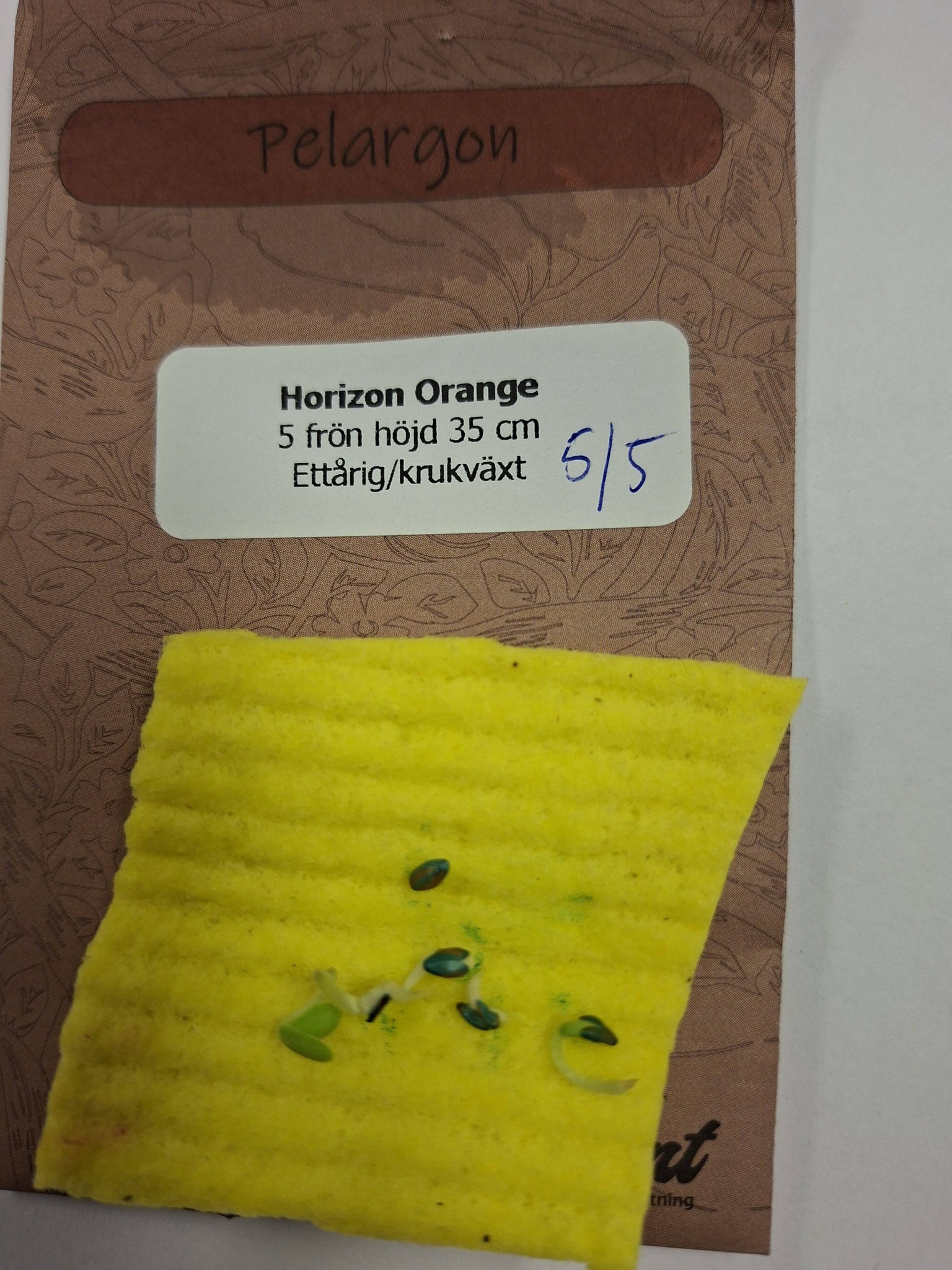 Pelargon Horizon Orange F1 5 frö - 5