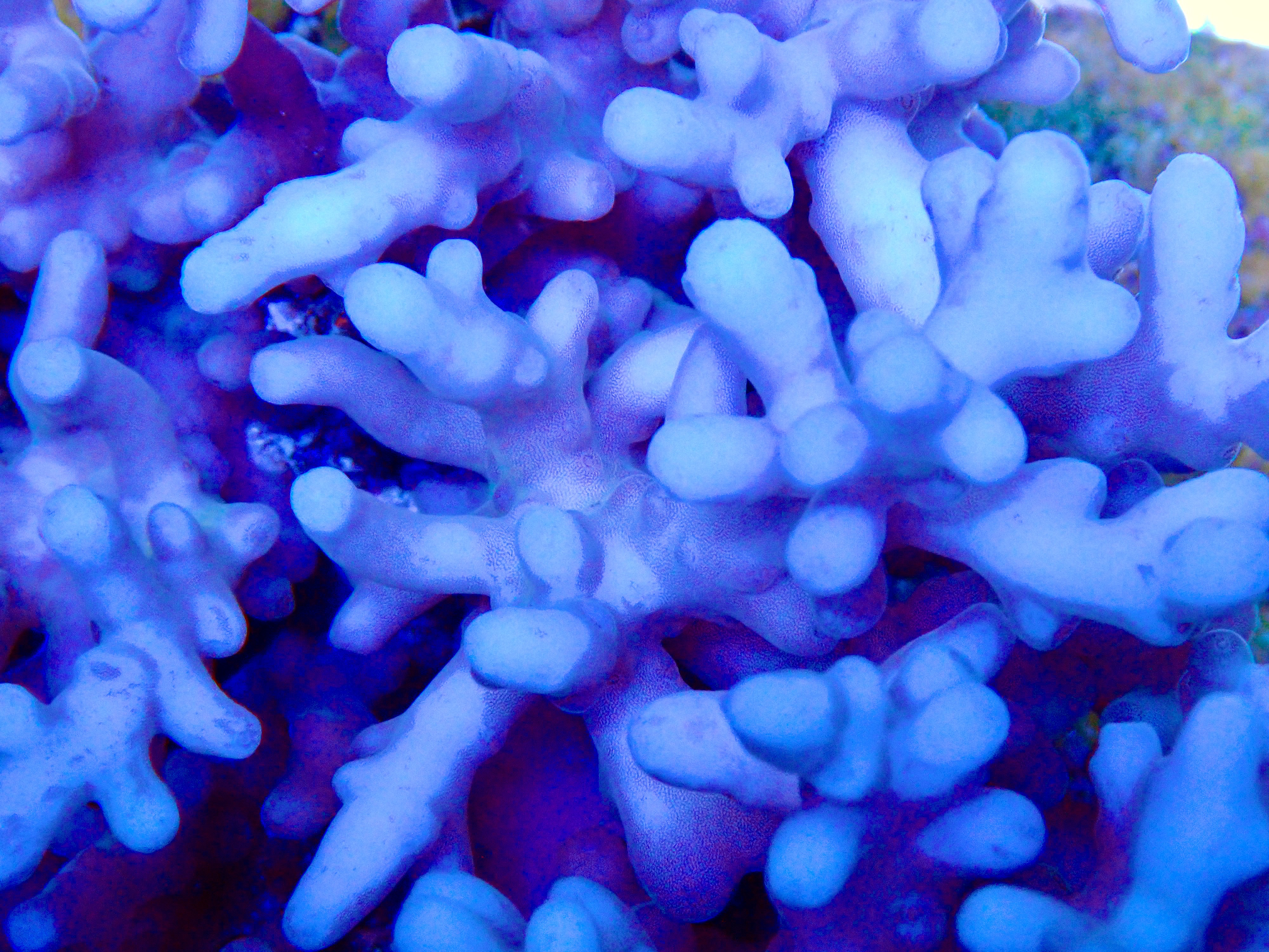 Acropora spp. OOL Frozen Fjord