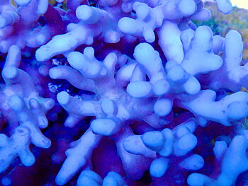 Acropora spp. OOL Frozen Fjord