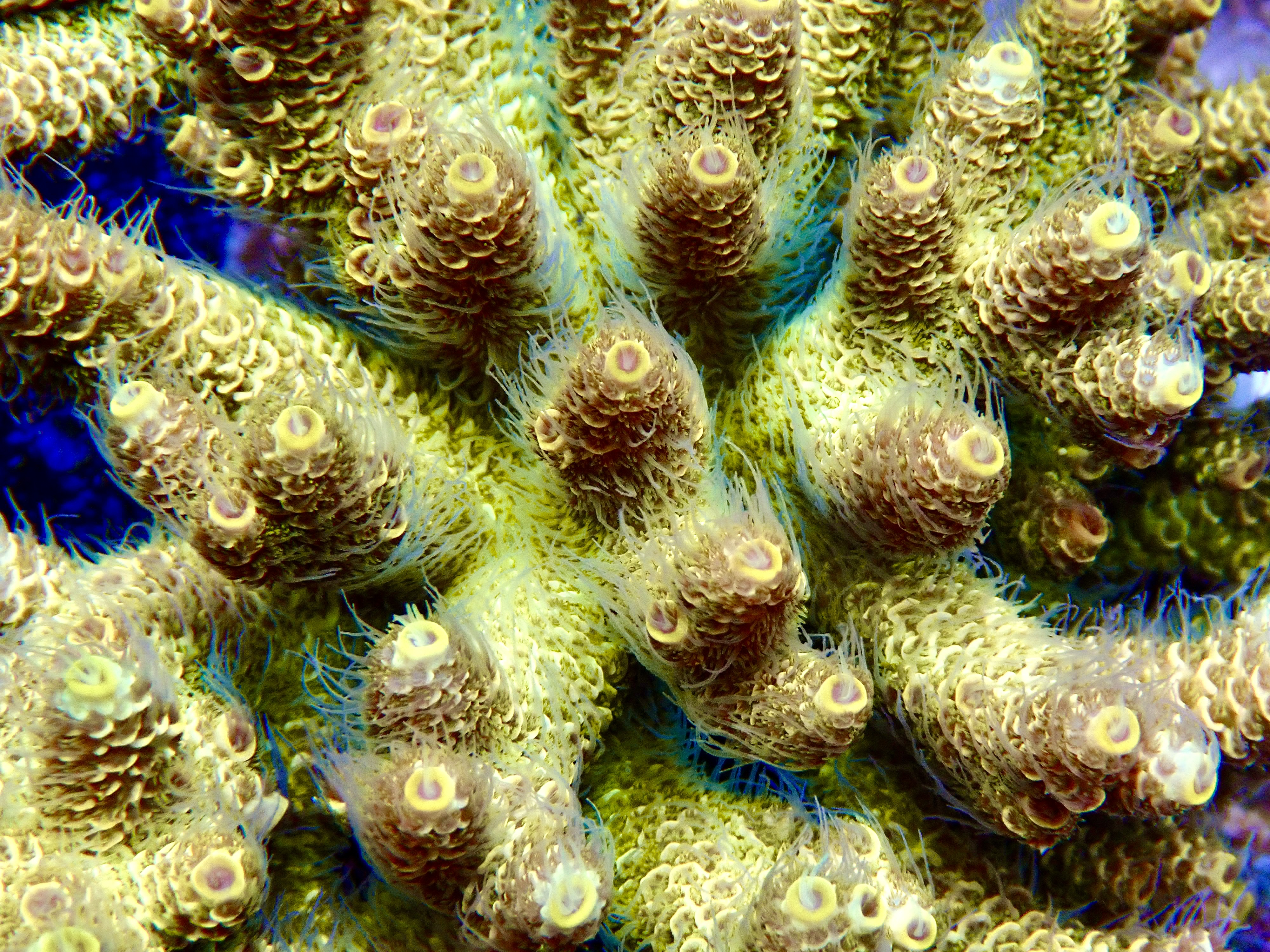 Acropora Millepora OOL Super Sunset