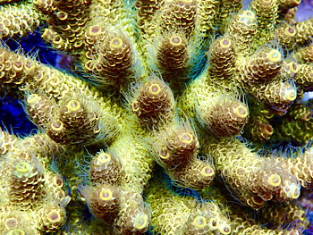 Acropora Millepora OOL Super Sunset