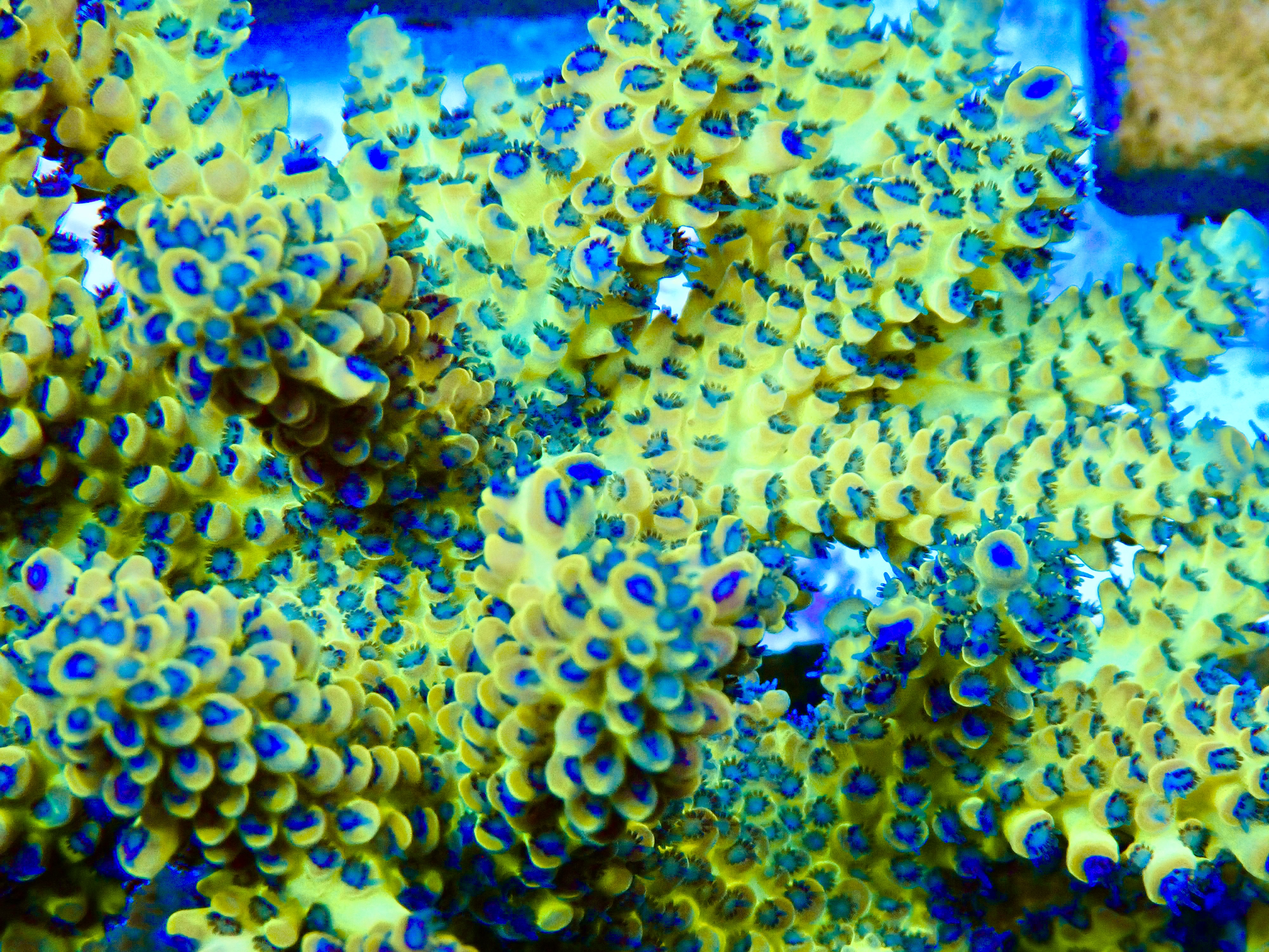 Acropora spp. OOL Royal Prism