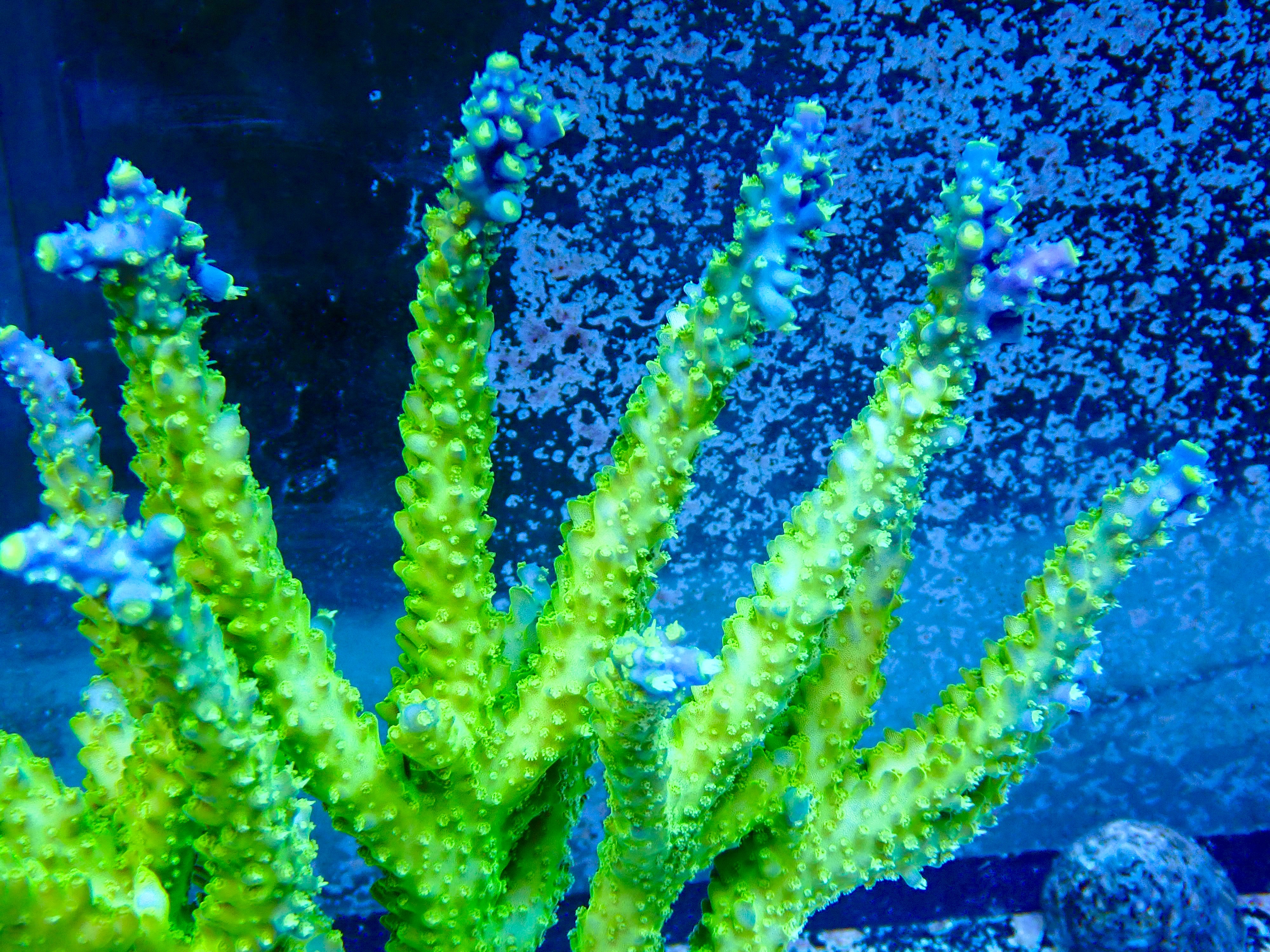 Acropora spp. OOL Green Whisper