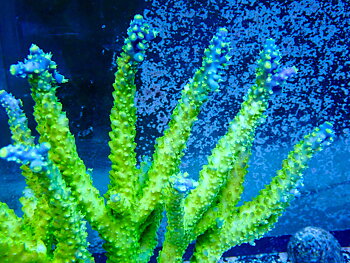 Acropora spp. OOL Green Whisper