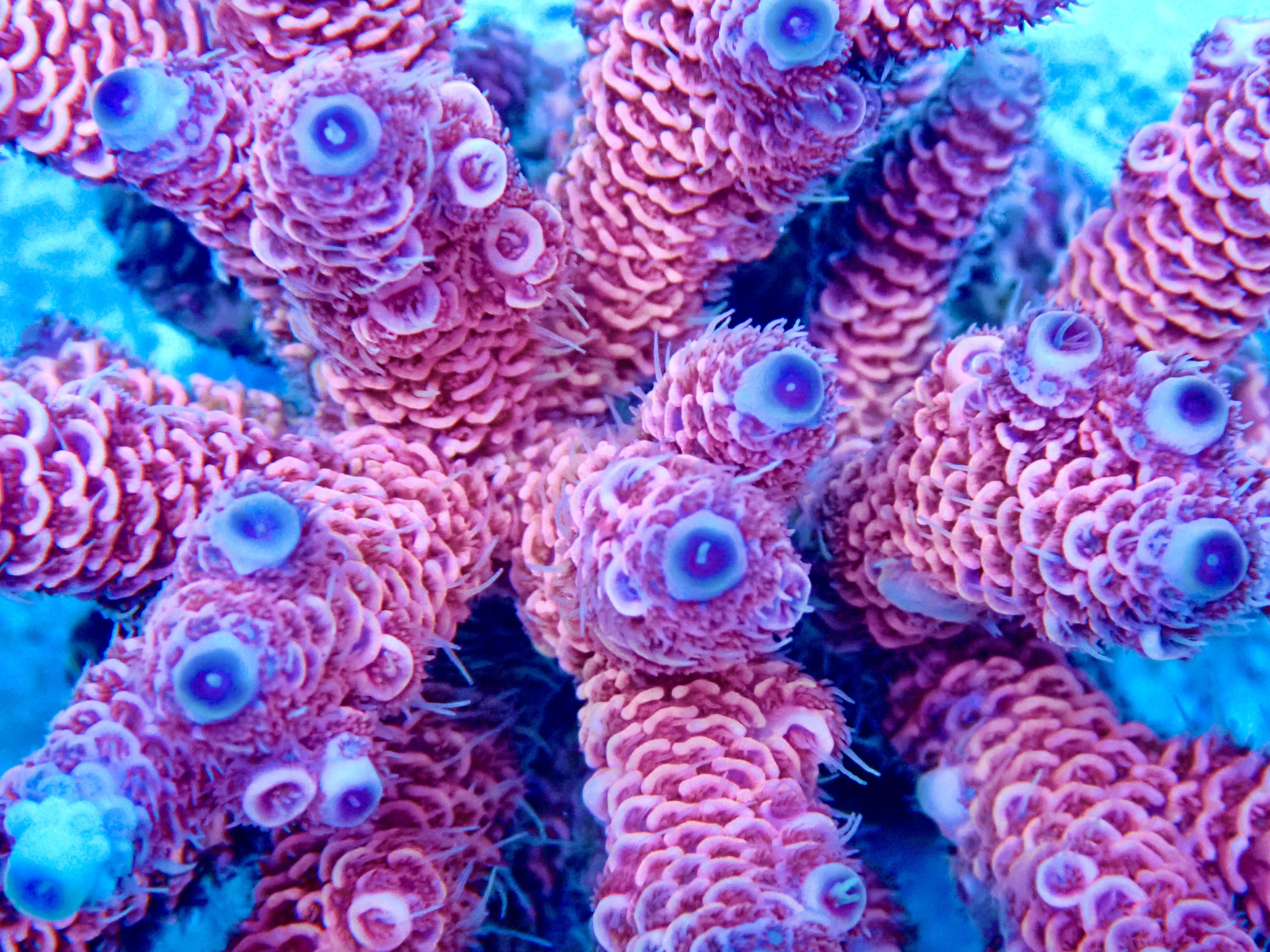 Acropora Millepora OOL Pink Valkyrie